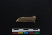 山羌骨藏品圖，第2張