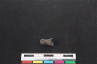 山羌骨藏品圖，第2張