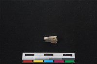 山羌骨藏品圖，第1張