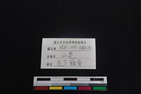 山羌骨藏品圖，第3張