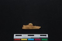 山羌骨藏品圖，第1張