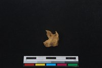 山羌骨藏品圖，第2張