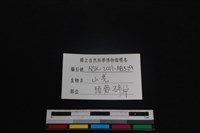 山羌骨藏品圖，第3張