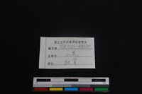 山羌骨藏品圖，第3張