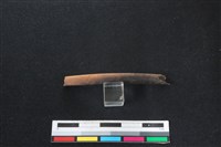 山羌骨藏品圖，第1張