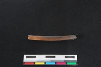 山羌骨藏品圖，第2張