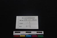 山羌骨藏品圖，第3張