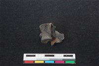 山羌骨藏品圖，第1張