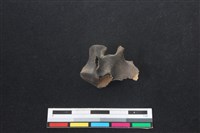 山羌骨藏品圖，第2張