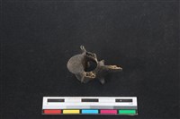 山羌骨藏品圖，第3張