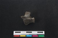 山羌骨藏品圖，第2張