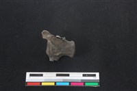 山羌骨藏品圖，第2張