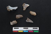 山羌骨藏品圖，第2張