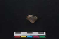 鹿科骨藏品圖，第1張