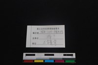 鹿科骨藏品圖，第3張