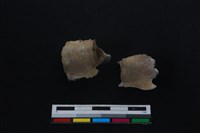 梅花鹿骨藏品圖，第1張