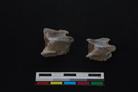 梅花鹿骨藏品圖，第2張