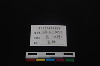 梅花鹿骨藏品圖，第3張