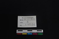 梅花鹿骨藏品圖，第3張