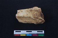 梅花鹿骨藏品圖，第1張