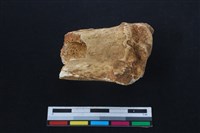 梅花鹿骨藏品圖，第2張