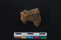 梅花鹿骨藏品圖，第2張