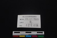 梅花鹿骨藏品圖，第3張