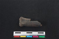 梅花鹿骨藏品圖，第1張