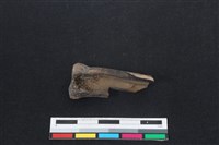 梅花鹿骨藏品圖，第2張