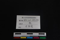 梅花鹿骨藏品圖，第3張