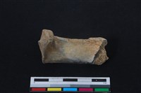 梅花鹿骨藏品圖，第2張