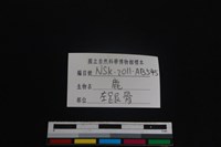 梅花鹿骨藏品圖，第3張