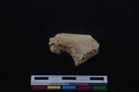 梅花鹿骨藏品圖，第1張