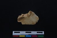 梅花鹿骨藏品圖，第2張