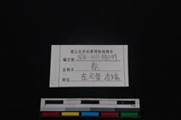 梅花鹿骨藏品圖，第3張