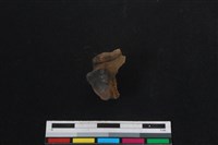 梅花鹿骨藏品圖，第2張