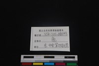 梅花鹿骨藏品圖，第3張