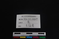 梅花鹿骨藏品圖，第3張