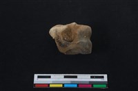 梅花鹿骨藏品圖，第1張