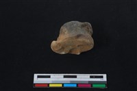 梅花鹿骨藏品圖，第2張