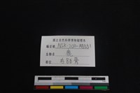 梅花鹿骨藏品圖，第3張