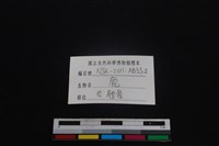 梅花鹿骨藏品圖，第3張