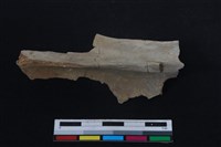 梅花鹿骨藏品圖，第2張