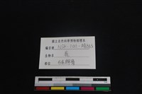 梅花鹿骨藏品圖，第3張