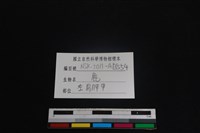 梅花鹿骨藏品圖，第3張