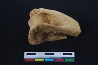 梅花鹿骨藏品圖，第1張