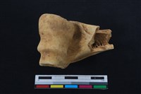 梅花鹿骨藏品圖，第2張