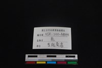 梅花鹿骨藏品圖，第3張