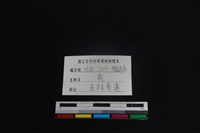 梅花鹿骨藏品圖，第3張