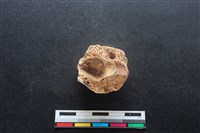 梅花鹿骨藏品圖，第2張